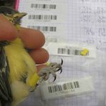 PIT bird tags avian products